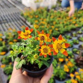 ไบเด้นBidens ferulifolia ไม้ดอก กระถาง 3 นิ้ว