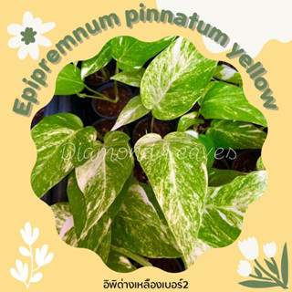 Epipremnum pinnatum yellow variegated No.2 อิพิด่างเหลือง เบอร์2 ขายแบบตัดสด