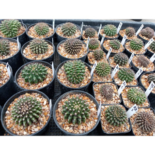 🌵💥 ยิมโนคริส 💥🌵 Gymnocalycium cristata ไม้เมล็ด ขนาด 2-3 ซม.ต้นกระบองเพชร ต้นแคคตัส (แคคตัส กระบองเพชร) (update 10-1-23)