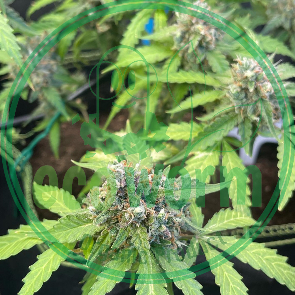 ปุ๋ย เร่งดอก มูลค้างคาวแท้100%🦇 Bat Guano(มูลเบา-มูลแห้ง-ไม่ผสมเพื่อเพิ่มน้ำหนัก)(P)High ติดดอก - รูปที่ 3