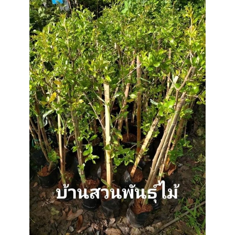 ต้นทับทิมตูนีเซีย ต้นกิ่งตอน สูง 60-80 ซม.