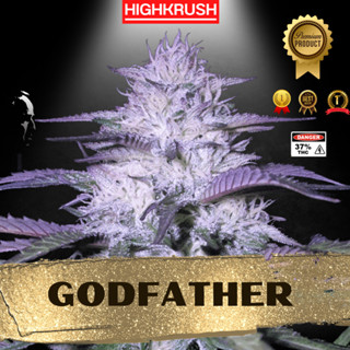 GODFATHER OG ค่าย Weedseedexpress โฟโต้ เพศเมีย ลำต้นแข็งแรงพร้อมลงดิน ต้นชำกัญชา,ต้นโคลนนิ่ง,ต้นกัญ,ต้นชำ