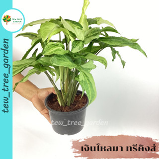 เงินไหลมา​ ทรีคิงส์​ Syngonium Three Kings ฟอร์มก่อแน่นๆ  ส่งพร้อมกระถางขนาด 5-6 นิ้ว ลวดลายแต่ละใบด่างสวย