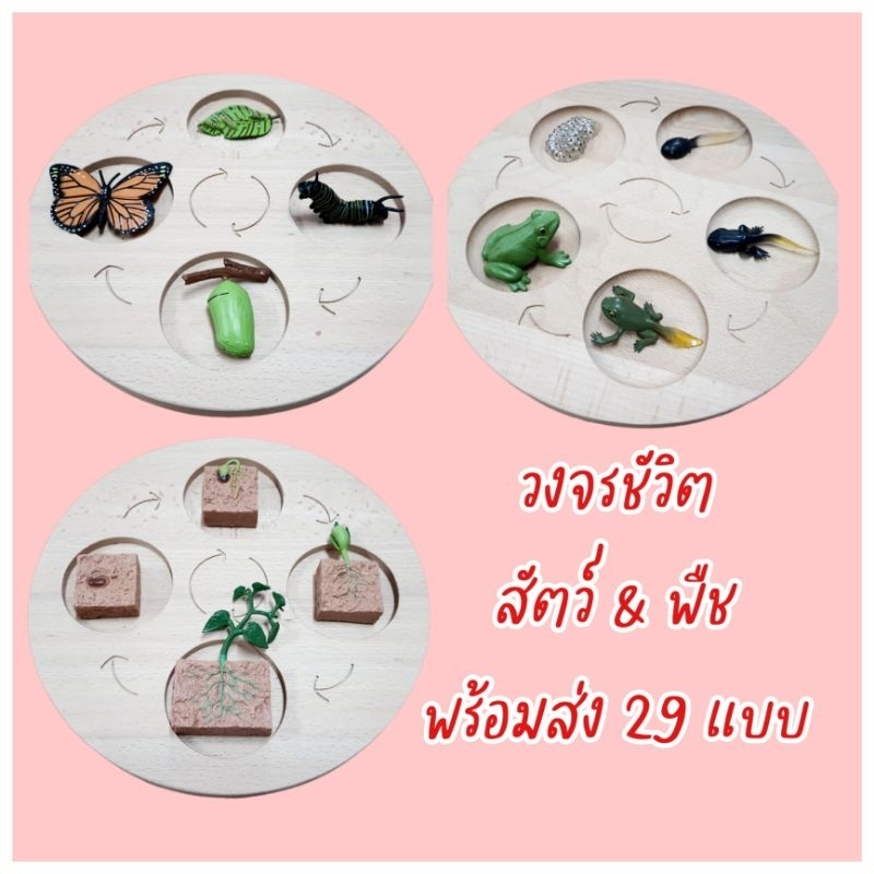 โมเดลวงจรชีวิตสัตว์และพืช พร้อมส่งในไทย มี 29 ชนิด (เฉพาะตัวโมเดล ไม่รวมแผ่นวางนะคะ)