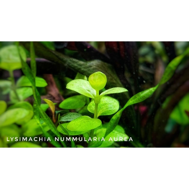 Lysimachia nummularia aurea ไม้น้ำกลางตู้ โตช้า Lna
