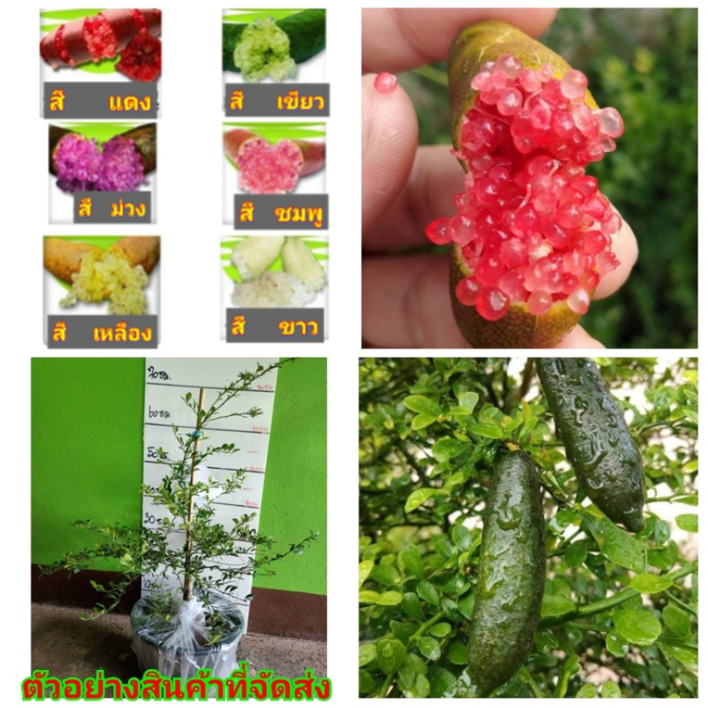 (สูง70-80cm)(มี6สี) ต้น มะนาวคาเวียร์ มะนาวนิ้วมือ ต้นมะนาวคาเวียร์ ต้นมะนาวนิ้วมือ finger lime มะนาวนิ้วมือ / นานา