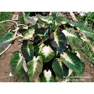 ทรอปิคอล สตรอม ไม้กระถาง Colocasia Tropical Storm หรือ เจ้าพายุ