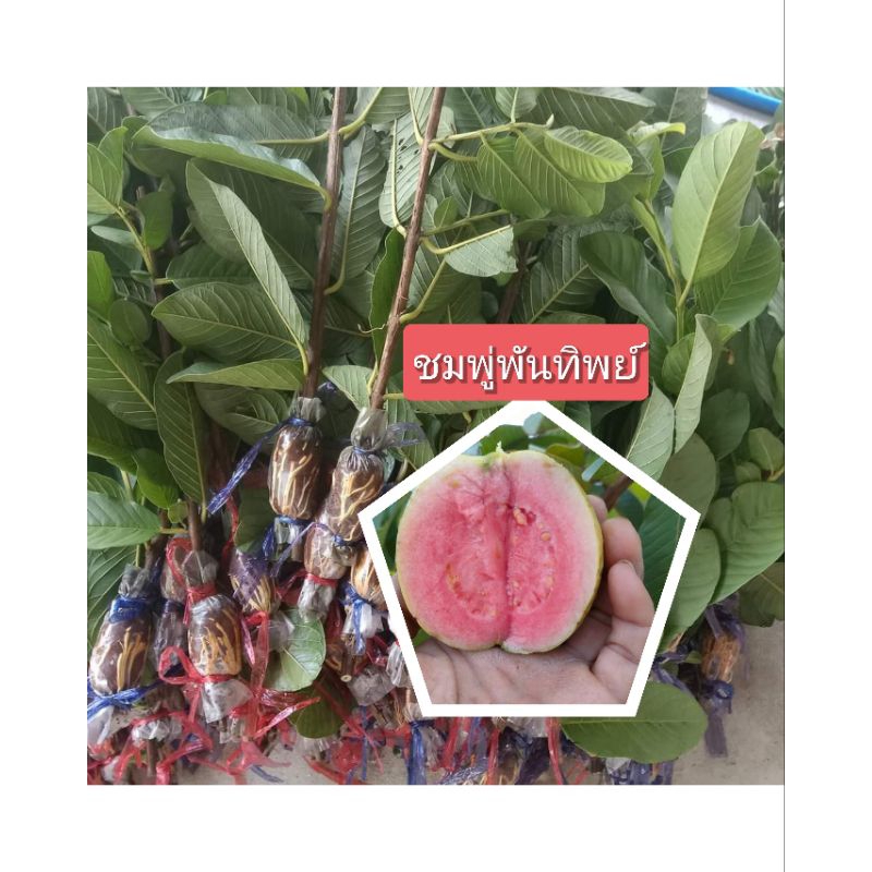 กิ่งตอนฝรั่ง ชมพูพันทิพย์