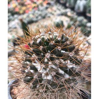 แมมนิโวซ่าหนามทอง Mammillaria nimosa