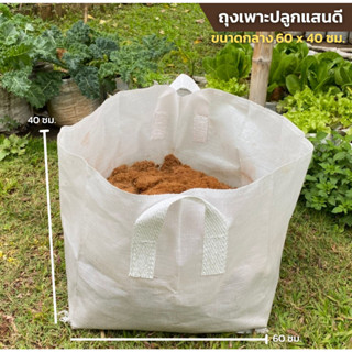 ถุงปลูก​ แบบมีหูหิ้ว​ ขนาด 60 x 40 ซม. ใบใหญ่มาก
