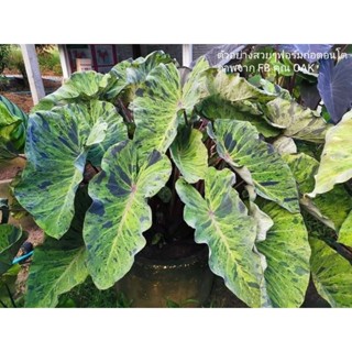 โมจิโต้ (ตัดสด) Colocasia Mojito