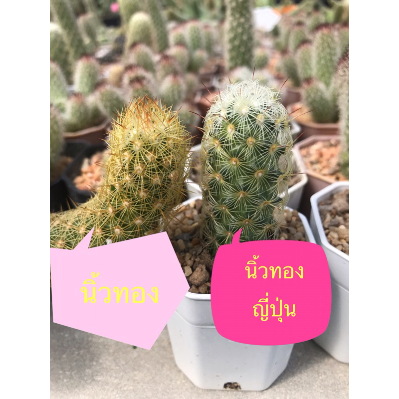 นิ้วญี่ปุ่น ดอกชมพู สีนวลสวยมาก Mammillaria Elongata
