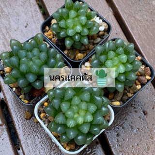 หยดน้ำ haworthia ต้นใหญ่สุขภาพดี ฮาโวเทีย แคคตัส กระบองเพชร ขนาด 3-4 cm ตรงปก ส่งทั้งกระถาง