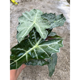 แก้วสารพัดนึกใบด่าง Alocasia sanderiana variegated ฟอร์มสวย