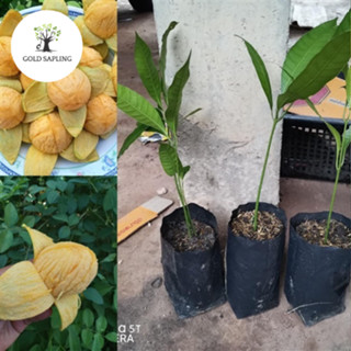 [ความสูงของต้นกล้า 60-80cm] มะม่วงไข่โบราณมาตรฐาน F1 ไร้โรคระบาด เหมาะกับอากาศเมืองไทย รากแข็งแรง ลูกดกมาก