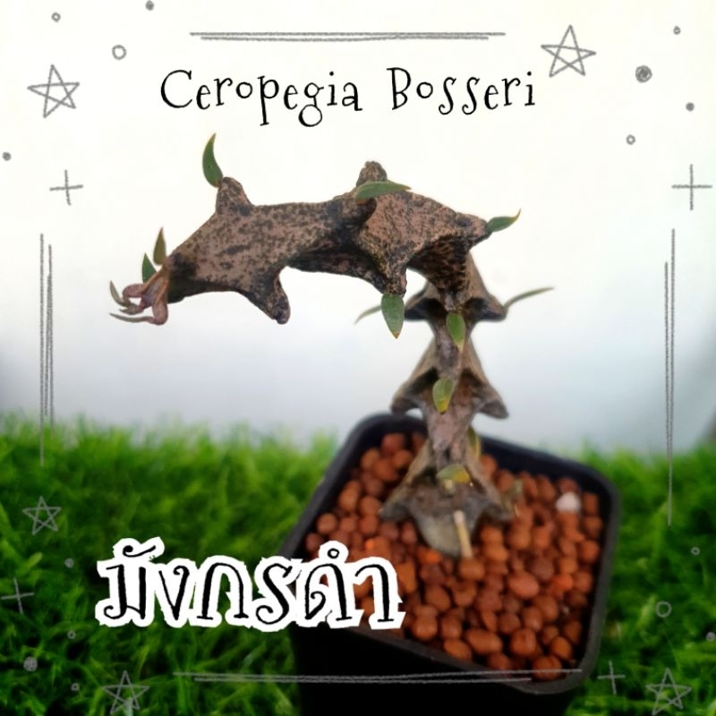 มังกรดำ มังกรเขียว เก๋งมังกร (Ceropegia bosseri) สวยแปลก ดูรูปเพิ่มแจ้งได้ค่า