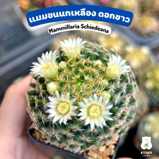 💙 🌵แมมขนนกเหลือง ดอกขาว 🔆🍀Mammillaria Schiedeana-- แคคตัส กระบองเพชร