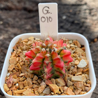 ยิมโนด่าง GYmno variagata seedings ขนาดกระถาง 3 นิ้ว (จัดส่งทั้งกระถาง) กระบองเพชร Cactus ต้นไม้สวยงาม