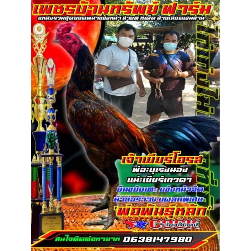 ไข่เชื้อไก่ชนพม่าสายเลือดเงินล้านพิเศษ5ฟอง480บาท