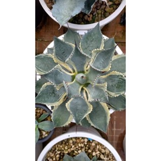 [ขายหน่อ] Agave potatorum Trade Wind Marginata อากาเว่ เทรดวินด์ ด่างขอบ ไม้อวบน้ำ แคคตัส suculent cactus