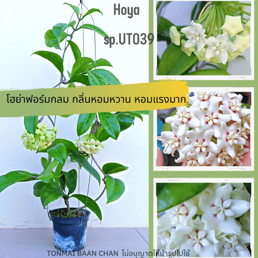 Hoya sp.UT029 ต้นไม้ดอก ไม้แขวนประดับ โฮย่าดอกหอมหวาน กลิ่นหอมแรง ออกดอกง่าย