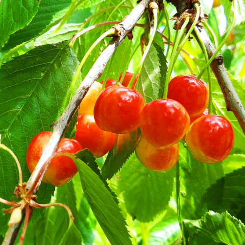 [ต่อกิ่ง 20-50ซม.] ต้นเชอร์รี่อเมริกันพันธิ์ดี รากแข็งแรงมาก ทนทานต่อศัตรูพืชและโรค ผลไม้มากมาย รสหวาน ผลใหญ่ - รูปที่ 5