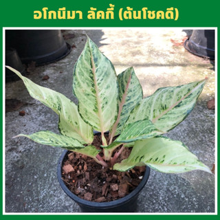 ต้นลักกี้หรือต้นโชคดีไม้มงคลตระกูลอโกลนีมา(Aglaonema Lucky)  ต้นลัคกี้ส่งเป็นต้นพร้อมกระถาง