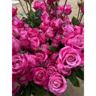 กุหลาบ - ออลฟอร์เลิฟ ALL FOR LOVE   สีชมพูเข้มบานทนหอมๆ