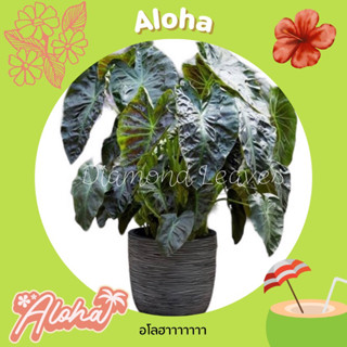 โคโลคาเซียอโลฮา🔥5ต้น50บาท🔥Colocasia Aloha ห่อตุ้มตัดใบแท้ 100% ใบดำเงากระดูกเขียวเรืองแสงสวยมากๆ