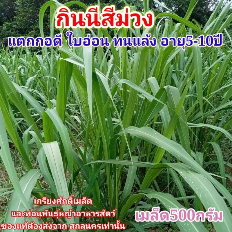 #เมล็ดหญ้ากินนีสีม่วง 0.5 ปี67 หญ้ากินนีสีม่วง #เกรียงศักดิ์เมล็ดและท่อนพันธุ์หญ้าอาหารสัตว์