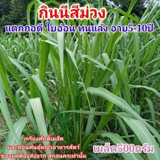 #เมล็ดหญ้ากินนีสีม่วง 0.5 พร้อมปลูกปี66  หญ้ากินนีสีม่วง  #Panicum maximum #เกรียงศักดิ์เมล็ดและท่อนพันธุ์หญ้าอาหารสัตว์