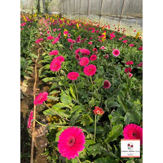 🌷ดอกเยอบีร่า🌷🌼มีหลากหลายสี