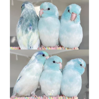 💥ไข่เชื้อนกแก้วหลากหลายสายพันธุ์ 🦜ไข่มีเชื้อ💯% ✅รับประกันการจัดส่งทุกออเดอร์