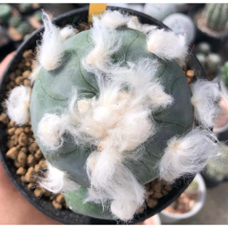 🐩💕น้องมอลทีสMaltese ขนปุกปุยเกินปุยมุ้ยยลูก🐶🥰🐩 🐷🐽🐷Lophophora Diffusa koike เป็นลูกไม้สายหัวฟูๆนำเข้าญี่ปุ่น🇯🇵❤️