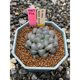 Haworthia Hybird Thailand (ส่งทั้งกระถาง) ไม้อวบน้ำ ต้นไม้ประดับ ไม้ต่างประเทศ  Scuculnt