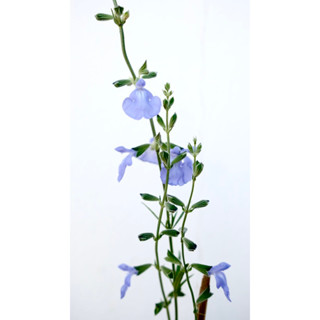 ต้นบลูเฟล็กซ์ - Blue Flax Flower