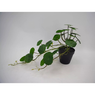 water pennywort potted ต้นใบบัวบก มาพร้อมกระถาง ความสูง 25 ซม. ต้นไม้ปลอมพร้อมกระถาง ต้นไม้ปลอมเกรดพรีเมี่ยมเพื่อการตกแต