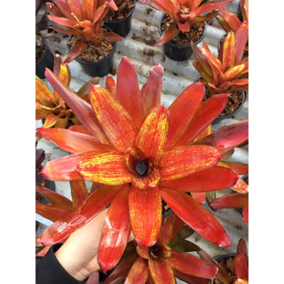 วเวลรี่ชอป#Jewellery Shop#สับประรดสี# Bromeliad #ต้นไม้สวยงาม# ไม้ประดับ# ตกแต่งสวน# ปลูกตกแต่งบ้านหรือคอนโด# ไม้มงคล