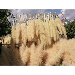 ดอกเลา ดอกเลาขาวทอง ดอกเลาสีเทา (Pampas) ราคาต่อ1ก้าน ขั้นต่ำ3ก้าน เก็บต้นฤดูคุณภาพดี ไม่มีร่วง