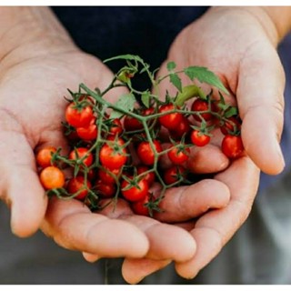 เมล็ดพันธุ์มะเขือเทศเชอร์รี่ แมท ไวลด์ (Matts Wild Cherry Tomato Seed) บรรจุ 25 เมล็ด ของแท้ คุณภาพดี ราคาถูก นำเข้าจาก