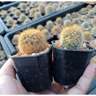 🌵💥ซัลโคฝอยทอง💥🌵 Sulcorebutia patriciae ไม้ชำหน่อ มีรากแล้ว ขนาด  2-3 ซม. ต้นกระบองเพชร ต้นแคคตัส (แคคตัส กระบองเพชร)