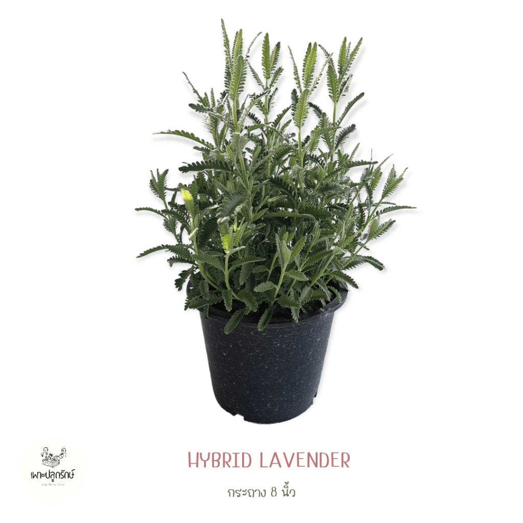 ลาเวนเดอร์ Lavender (H17) #สมุนไพรฝรั่ง กลิ่นหอมละมุน