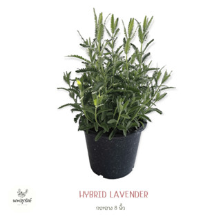 ลาเวนเดอร์ Lavender (H16)  *ซื้อ 10 แถม 1 คละชนิดได้ #สมุนไพรฝรั่ง กลิ่นหอมละมุน