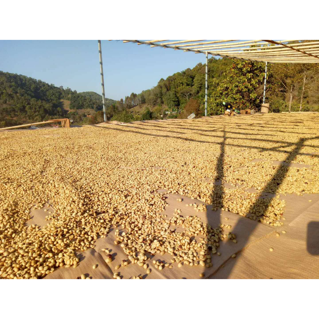 กาแฟดอยช้าง อราบิก้า 100 % MEDIUM-DARK (กลางค่อนเข้ม) บรรจุถุงติดวาล์ว 250 กรัม - รูปที่ 2