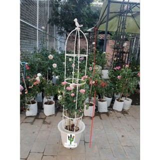 ซุ้มกุหลาบ ซุ้มไม้เลื้อย โครงกุหลาบ rose arch pergola  กุหลาบ ดอกกุหลาบ ดอกใหญ่