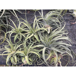 Tillandsia Eric Knobloch( ผสม brachycaulos X streptophylla )ต้นตามรูป