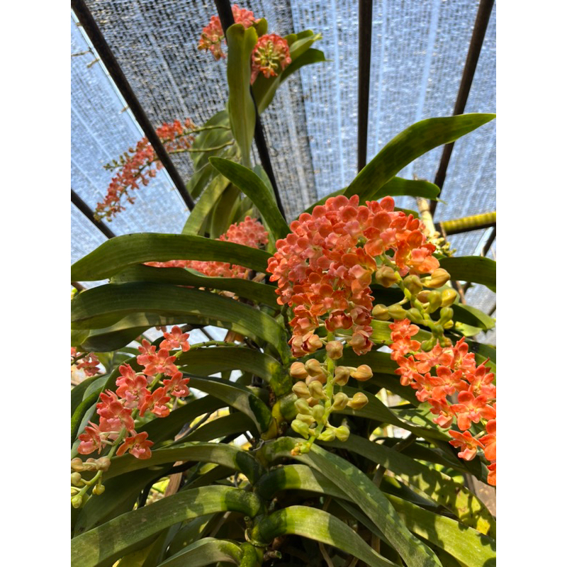 กล้วยไม้ช้างส้ม กระถาง 3.5 นิ้ว  Rhyncostylis gigantea