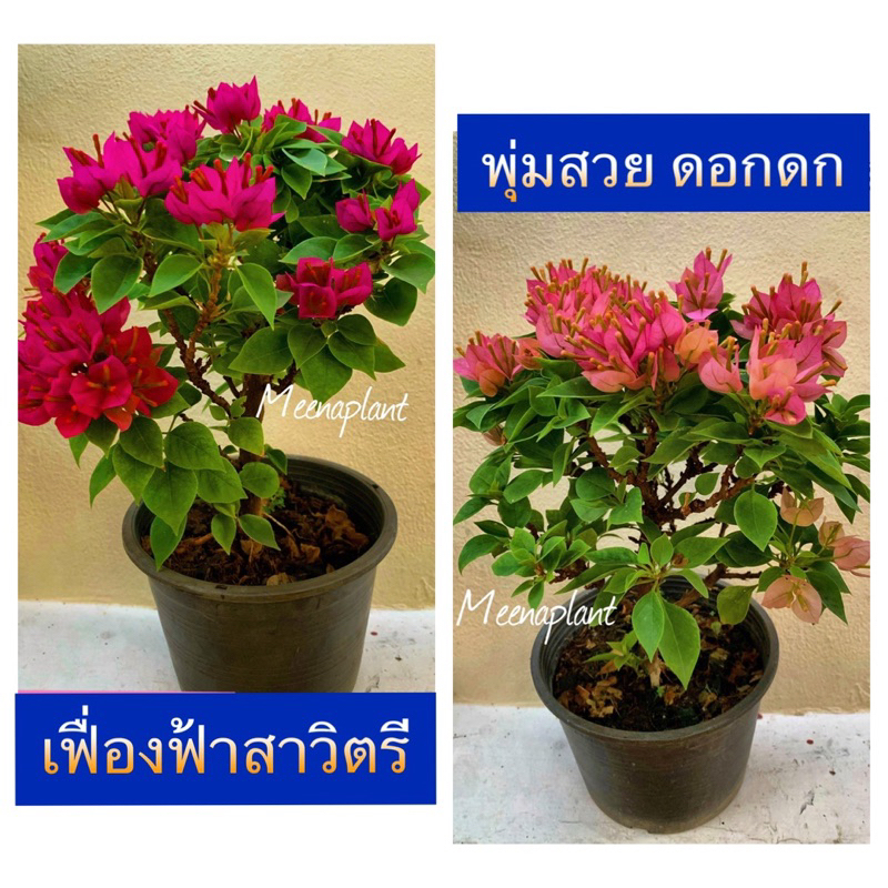 ต้นเฟื่องฟ้าสาวิตรี ไม้ดอกสวย สีหวาน เลี้ยงง่าย
