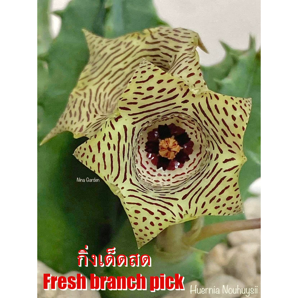 เก๋งจีน Huernia Nouhuysii *กิ่งเด็ดสด* แคคตัส ไม้อวบน้ำ Cactus and Succulent