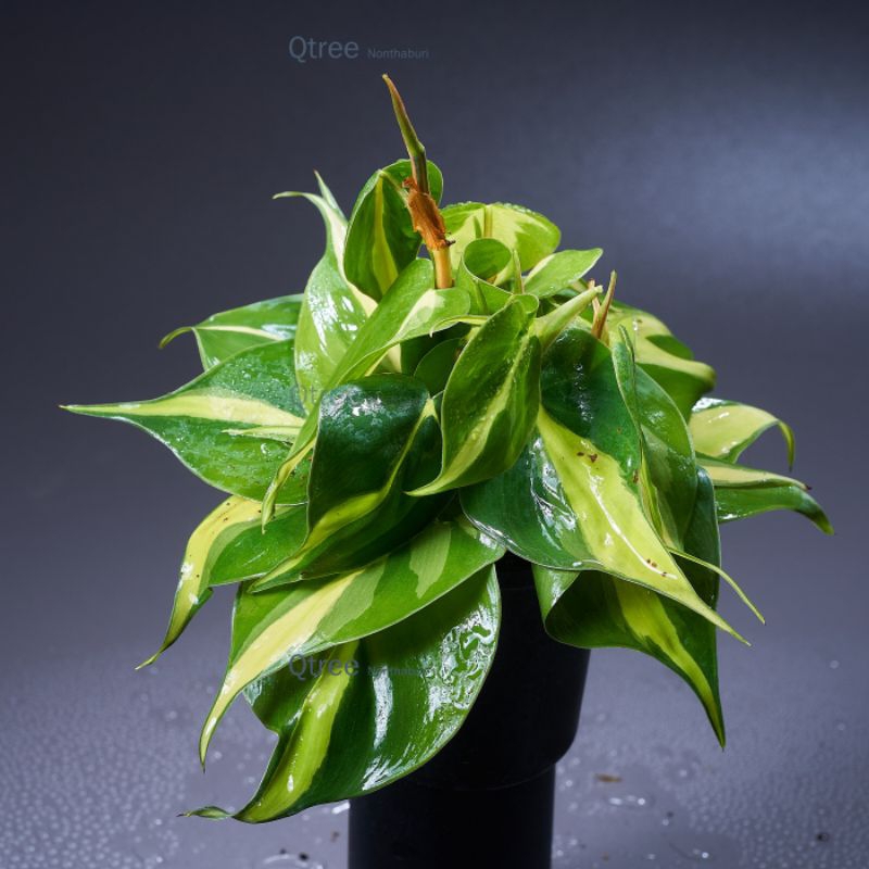 ต้นพลูบราซิล (Philodendron Brazil) หรือพลูเรือนแก้วส่งทั้งกระถางออกรากแข็งแรงแล้วขนาด 3 นิ้ว